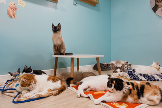 A group of cats laying on top of a wooden floor