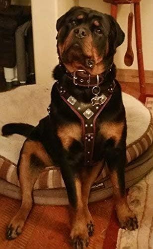 Bestia "EROS Genuine Leather Dog Harness, Large Breeds, Cane Corso, Rottweiler, Boxer, Presa, Bullmastiff, Dogo, 100% Leather, Studded, L- XXL Size, Soft Padded. Made in Europe!