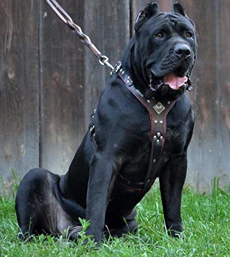 Bestia "EROS Genuine Leather Dog Harness, Large Breeds, Cane Corso, Rottweiler, Boxer, Presa, Bullmastiff, Dogo, 100% Leather, Studded, L- XXL Size, Soft Padded. Made in Europe!