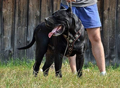Bestia "EROS Genuine Leather Dog Harness, Large Breeds, Cane Corso, Rottweiler, Boxer, Presa, Bullmastiff, Dogo, 100% Leather, Studded, L- XXL Size, Soft Padded. Made in Europe!