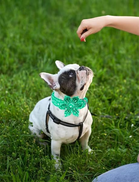 Unique Style Paws St. Patrick's Day Dog Collar with Bow Green Clover Dog Collar Flower Bowtie Collar for Large Medium Small Dogs