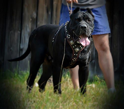 Bestia "EROS Genuine Leather Dog Harness, Large Breeds, Cane Corso, Rottweiler, Boxer, Presa, Bullmastiff, Dogo, 100% Leather, Studded, L- XXL Size, Soft Padded. Made in Europe!