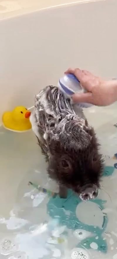 Pet Shampoo and Shampoo Scrub Brush (Oatmeal Cherry) - for Pigs Dogs and Other Small Animals