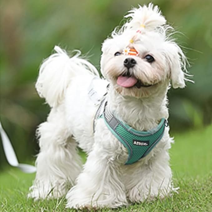 AIITLE Escape Proof Dog Harness - Step in Adjustable Dog Harness No Choke Over with Breathable Mesh for Spring- Outdoor Walking, Camping, Training for Medium Dogs Turquoise XL
