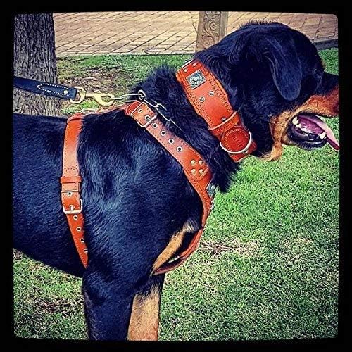 Bestia "EROS Genuine Leather Dog Harness, Large Breeds, Cane Corso, Rottweiler, Boxer, Presa, Bullmastiff, Dogo, 100% Leather, Studded, L- XXL Size, Soft Padded. Made in Europe!