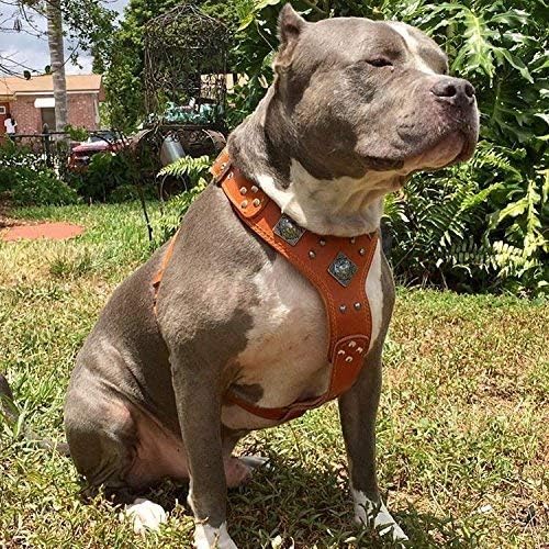 Bestia "EROS Genuine Leather Dog Harness, Large Breeds, Cane Corso, Rottweiler, Boxer, Presa, Bullmastiff, Dogo, 100% Leather, Studded, L- XXL Size, Soft Padded. Made in Europe!