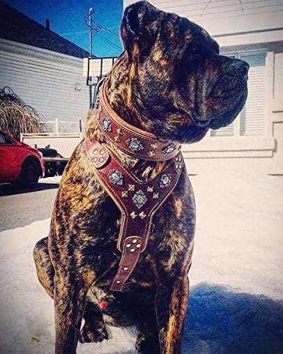 Bestia "Aztec Big Dog Leather Harness. 2 Tone Rivet Decorations. Zipper Decoration. Foam and Leather Padding Handmade in Europe.