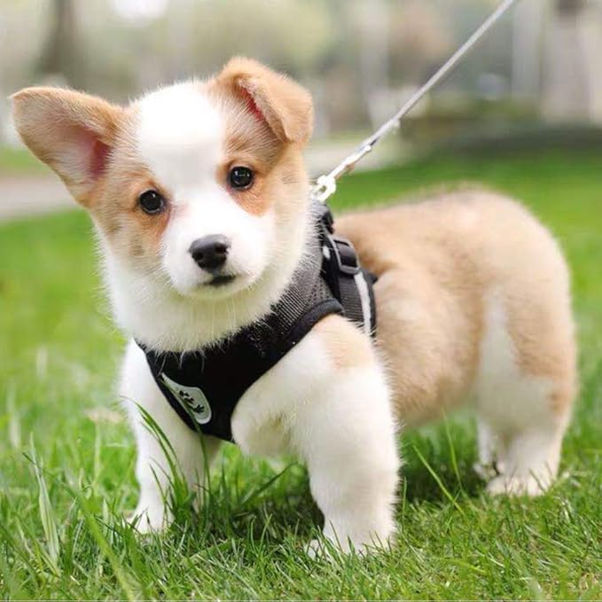 FEimaX Dog Harness and Leash Set for Walking, Soft Mesh Adjustable Easy Control Lightweight Cat Vest Harnesses with Reflective Strips, Escape Proof Small Dogs Cats Vests (Black, Large)