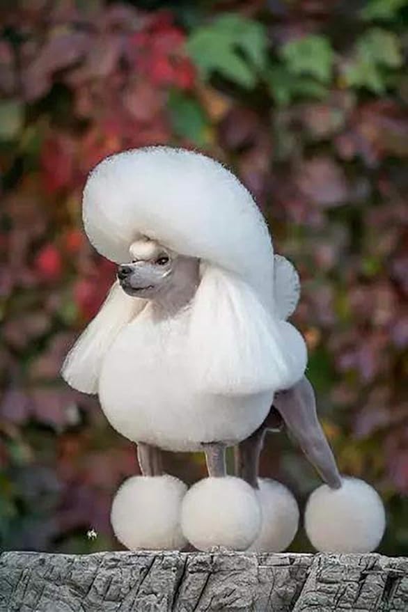 Dog Grooming Scissors,Pet Grooming Scissors,Curved Down Shears great for Groomers and Home Grooming