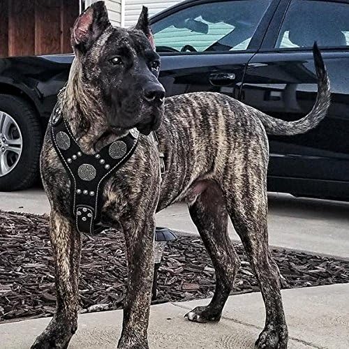Bestia EROS Genuine Leather Dog Harness, Large Breeds, Cane Corso, Rottweiler, Boxer, Presa, Bullmastiff, Dogo, 100% Leather, Studded, M- XXL Size, Soft Padded. Made in Europe!