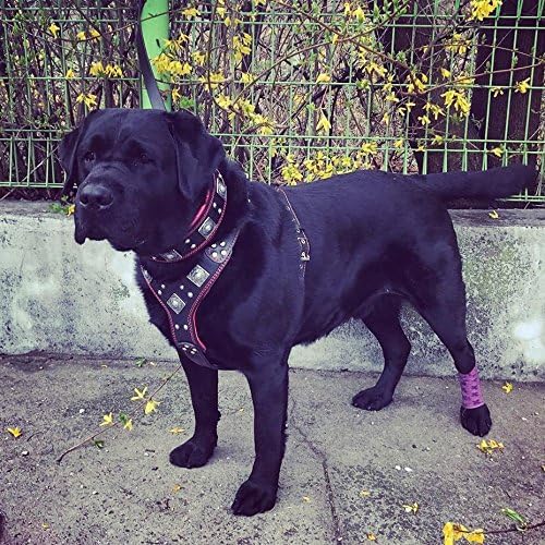 Bestia "EROS Genuine Leather Dog Harness, Large Breeds, Cane Corso, Rottweiler, Boxer, Presa, Bullmastiff, Dogo, 100% Leather, Studded, L- XXL Size, Soft Padded. Made in Europe!