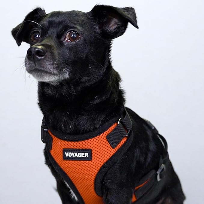 Voyager Step-in Lock Dog Harness w Reflective Dog Leash Combo Set with Neoprene Handle 5ft - Supports Small, Medium and Large Breed Puppies/Cats by Best Pet Supplies - Orange/Black Trim, L