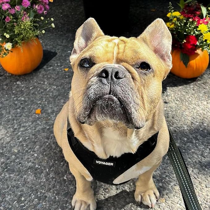 Voyager Step-in Lock Dog Harness w Reflective Dog Leash Combo Set with Neoprene Handle 5ft - Supports Small, Medium and Large Breed Puppies/Cats by Best Pet Supplies - Black, L