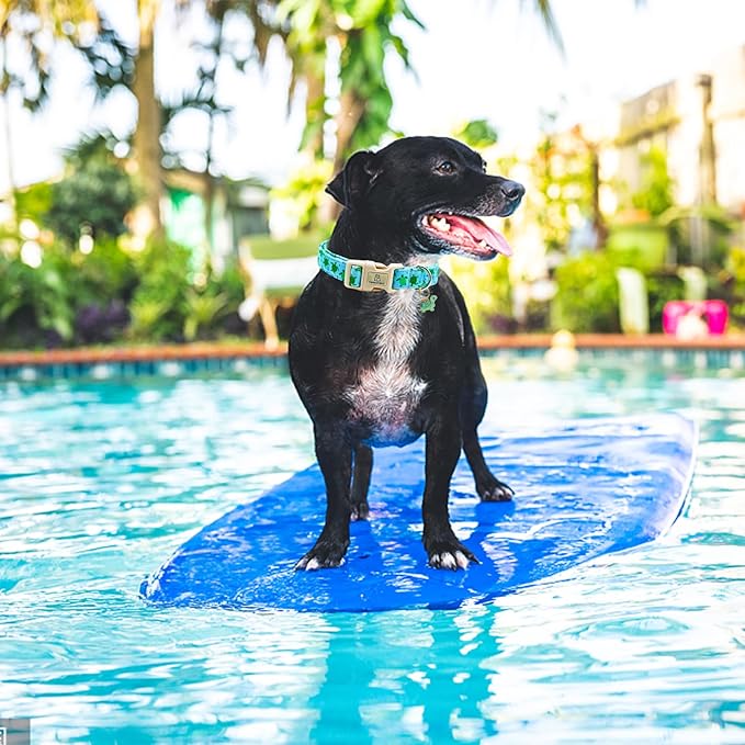 Lionheart glory Dog Collar Blue Sea Turtles Dogs Collar Spring Summer Cute Collars Dog Boy or Girl Soft Durable Adjustable Dog Collars for Medium Dogs Pet Gift