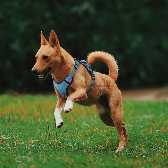 QQPETS No Pull Dog Harness with 2 Leash Clips,Adjustable Soft Padded Dog Vest, Reflective Outdoor Pet Oxford Vest with Easy Control Handle for Small to Large Dogs Walking Training