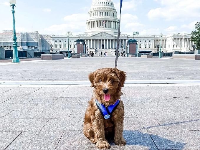 Gooby Comfort X Head in Harness - Blue, Small - No Pull Small Dog Harness, Patented Choke-Free X Frame - Perfect on The Go Dog Harness for Medium Dogs No Pull or Small Dogs for Indoor and Outdoor Use