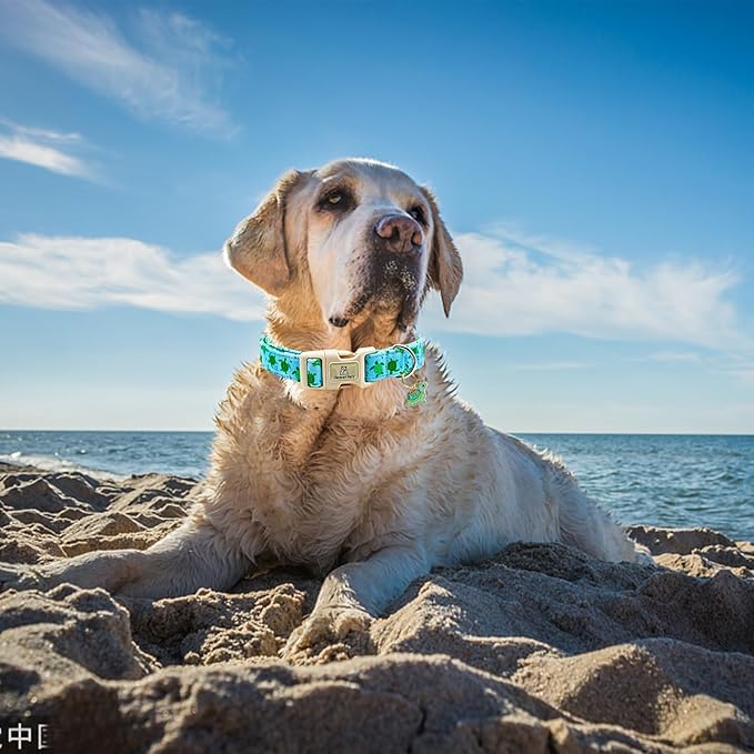 Lionheart glory Dog Collar Blue Sea Turtles Dogs Collar Spring Summer Cute Collars Dog Boy or Girl Soft Durable Adjustable Dog Collars for Medium Dogs Pet Gift