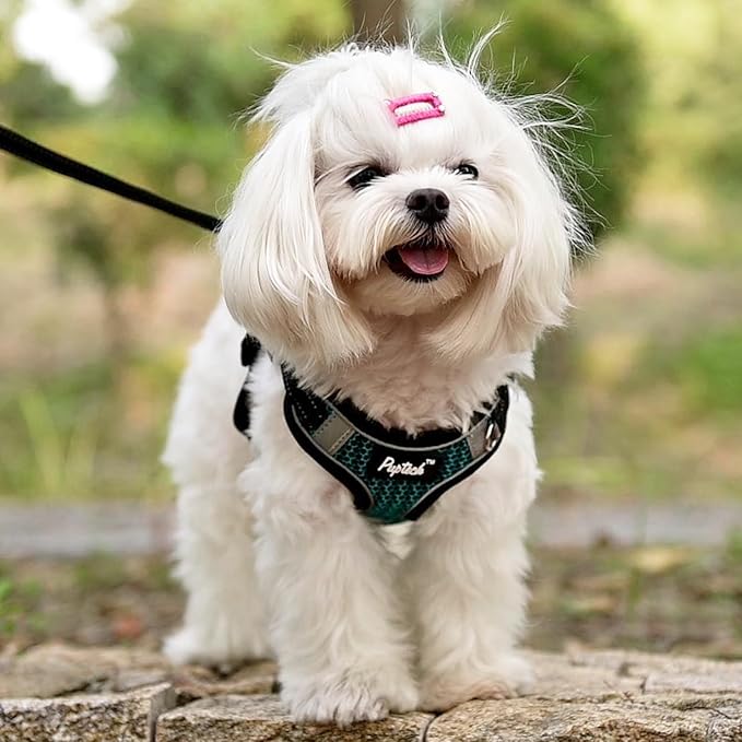 PUPTECK No Pull Dog Harness and Leash Set Reflective No Choke Step in Puppy Halter for XS Small and Medium Sized Dogs, Turquoise, Breathable Mesh, S