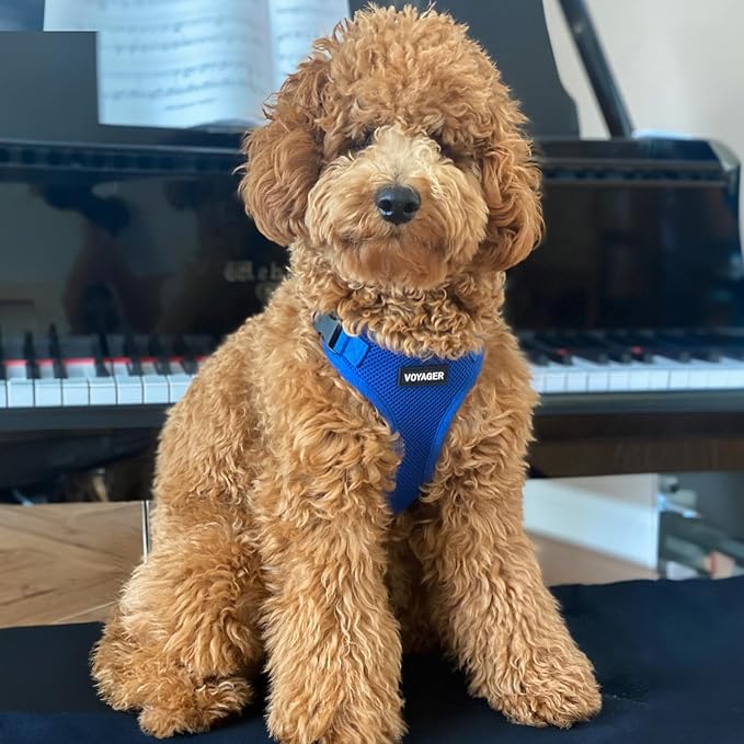 Voyager Step-in Lock Dog Harness w Reflective Dog Leash Combo Set with Neoprene Handle 5ft - Supports Small, Medium and Large Breed Puppies/Cats by Best Pet Supplies - Royal Blue, XL