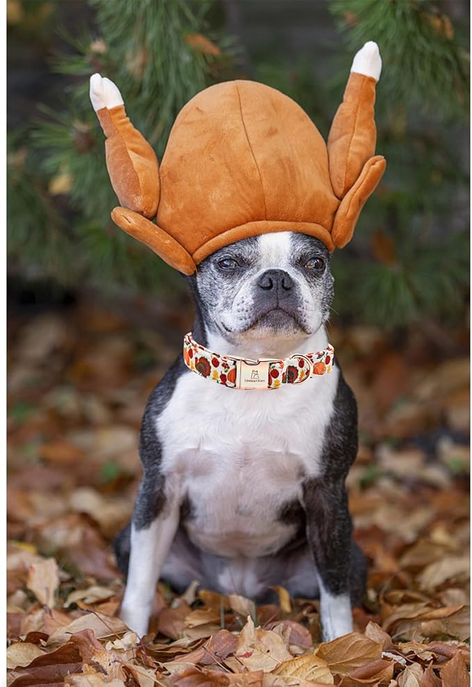 Lionheart glory Turkey Dog Collar Thanksgiving Dog Collar Girl or Boy Dogs Collar Pet Gift Holiday Dog Collar for Small Dog