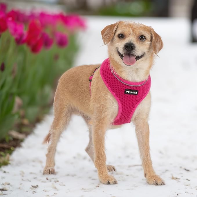 Voyager Aerolite No Pull Mesh Dog Harness with Lightweight, Soft, Breathable, Reflective Stitching, and Adjustable Straps for Walking, Running, Training, Heavy Duty and Durable - Fuchsia, S
