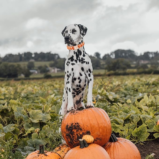 Lionheart glory Halloween Dog Collars, Fall Dog Collar Heavy Duty Adjustable Dog Collar for Small Collar Dog Female or Male Dog Collar