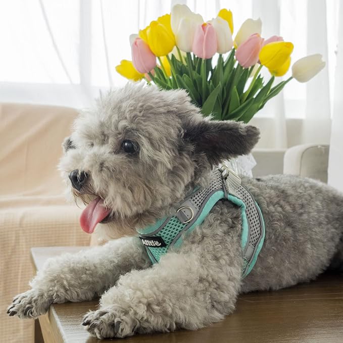 AIITLE Escape Proof Dog Harness - Step in Adjustable Dog Harness No Choke Over with Breathable Mesh for Spring- Outdoor Walking, Camping, Training for Medium Dogs Turquoise XL