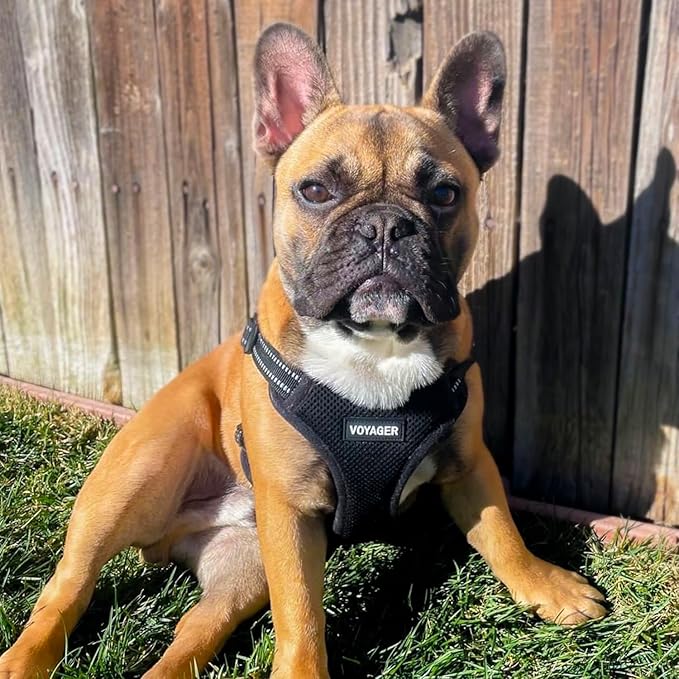 Best Pet Supplies Voyager Adjustable Dog Vest Harness Breathable No Pull Harness for Small, Medium, Large Dogs, Heavy Duty Harness for Walking, Jogging, Easy Step-in, Reflective Stripes - (Black), S