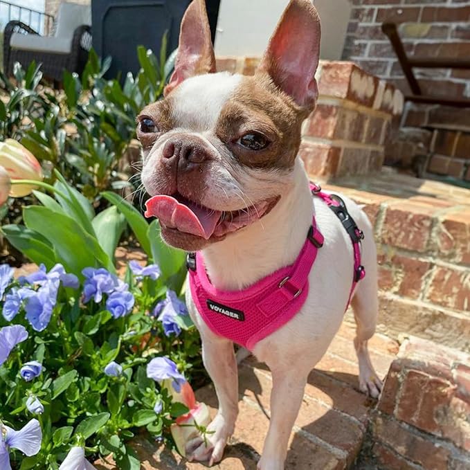 Voyager Step-in Lock Dog Harness w Reflective Dog Leash Combo Set with Neoprene Handle 5ft - Supports Small, Medium and Large Breed Puppies/Cats by Best Pet Supplies - Fuchsia, M