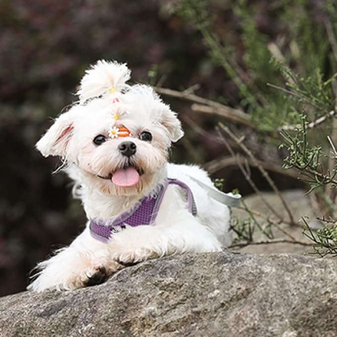 AIITLE Escape Proof Dog Harness - Step in Adjustable Dog Harness No Choke Over with Breathable Mesh and Quick-Release Buckle for Spring- Outdoor Walking, Camping, Training for Medium Dogs Purple XL