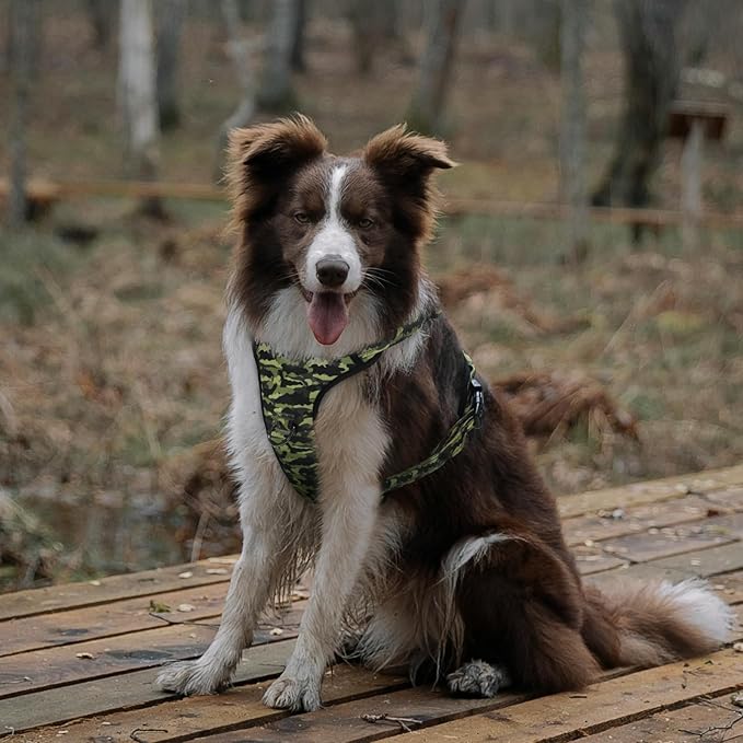 QQPETS No Pull Dog Harness with 2 Leash Clips,Adjustable Soft Padded Dog Vest, Reflective Outdoor Pet Oxford Vest with Easy Control Handle for Small to Large Dogs Walking Training