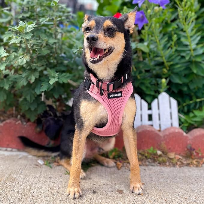 Voyager Step-in Lock Pet Harness - All Weather Mesh, Adjustable Step in Harness for Cats and Dogs by Best Pet Supplies - Pink, S