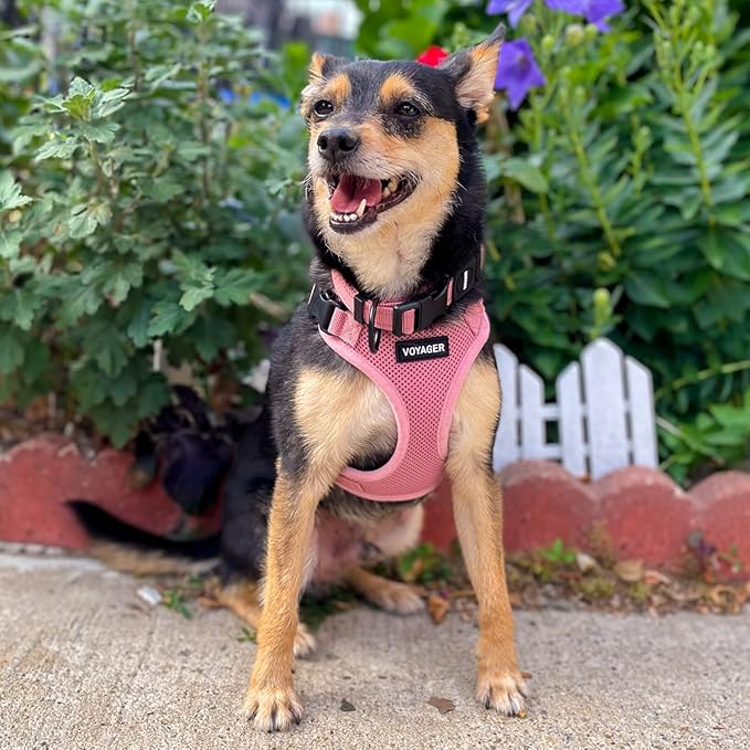 Voyager Step-in Lock Dog Harness w Reflective Dog Leash Combo Set with Neoprene Handle 5ft - Supports Small, Medium and Large Breed Puppies/Cats by Best Pet Supplies - Pink, S