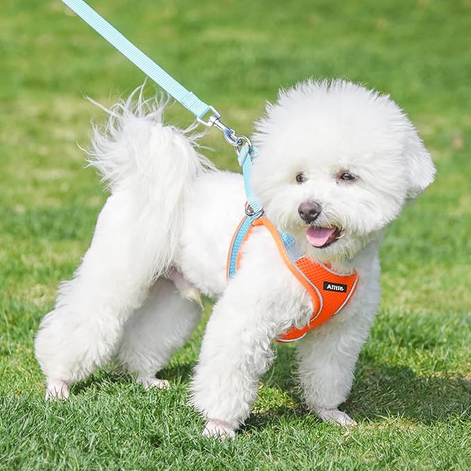 AIITLE Easy Walk Dog Harness and Leash Set - Pet Supply No Pull, Step in Adjustable Dog Harness with Padded Vest for Spring, Dog Harness No Choke Over, Easy to Put on Medium Dogs Orange L