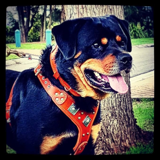 Bestia "EROS Genuine Leather Dog Harness, Large Breeds, Cane Corso, Rottweiler, Boxer, Presa, Bullmastiff, Dogo, 100% Leather, Studded, L- XXL Size, Soft Padded. Made in Europe!