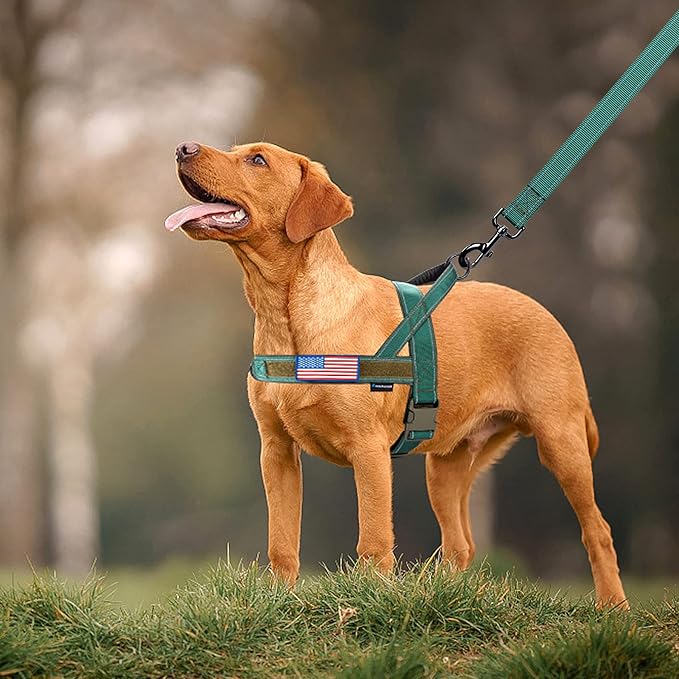 Annchwool No Pull Dog Harness with Padded Handle+5 Ft Leash,Reflective Strip Escape Proof and Quick Fit to Adjust Dog Harness,Easy for Training Walking for Small & Medium and Large Dog(Green-Set,M)