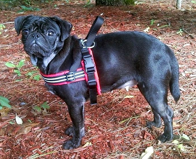 ComfortFlex Sport Harness - American Made No Pull Dog Harness for Small, Medium, Large Dogs - Lightweight, Padded, Reflective No Rub Harness for Walking, Running and Control - Small/Medium, Bordeaux