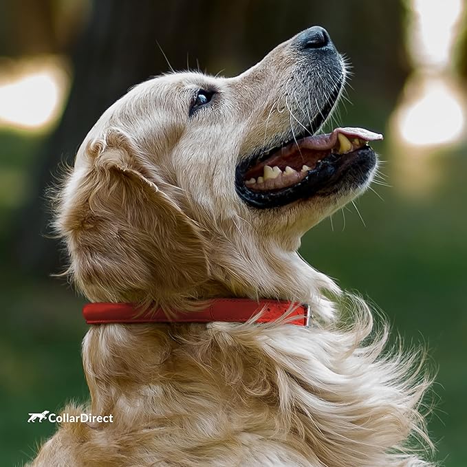 CollarDirect Rolled Leather Dog Collar, Soft Padded Round Puppy Collar, Handmade Genuine Leather Collar Dog Small Large Cat Collars 13 Colors (12-15 Inch, Red Textured)