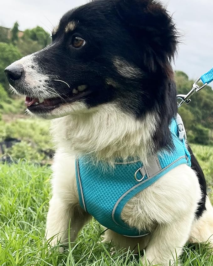 Dog Harness for Small Medium Sized Dog, Puppy Harness and Leash Set Training, Dog Harness and Leash Set, Dog Vest Harness, Dog Harness Small Sized Dog, Small Dog Harness. (Blue, S)
