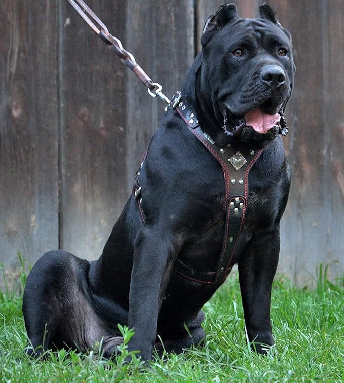 Bestia "EROS Genuine Leather Dog Harness, Large Breeds, Cane Corso, Rottweiler, Boxer, Presa, Bullmastiff, Dogo, 100% Leather, Studded, L- XXL Size, Soft Padded. Made in Europe!