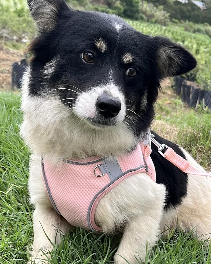 Dog Harness for Small Medium Sized Dog, Puppy Harness and Leash Set Training, Dog Harness and Leash Set, Dog Vest Harness, Dog Harness Small Sized Dog, Small Dog Harness. (Peach, XS)