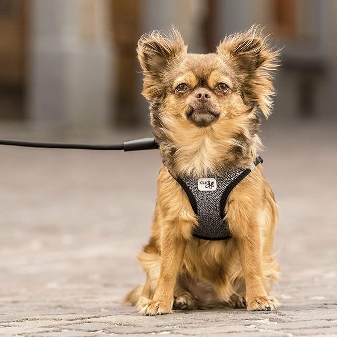 Vest Harness Merino Black XS