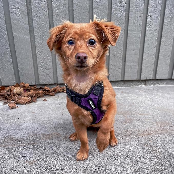 Voyager Step-in Lock Pet Harness - All Weather Mesh, Adjustable Step in Harness for Cats and Dogs by Best Pet Supplies - Purple/Black Trim, XL