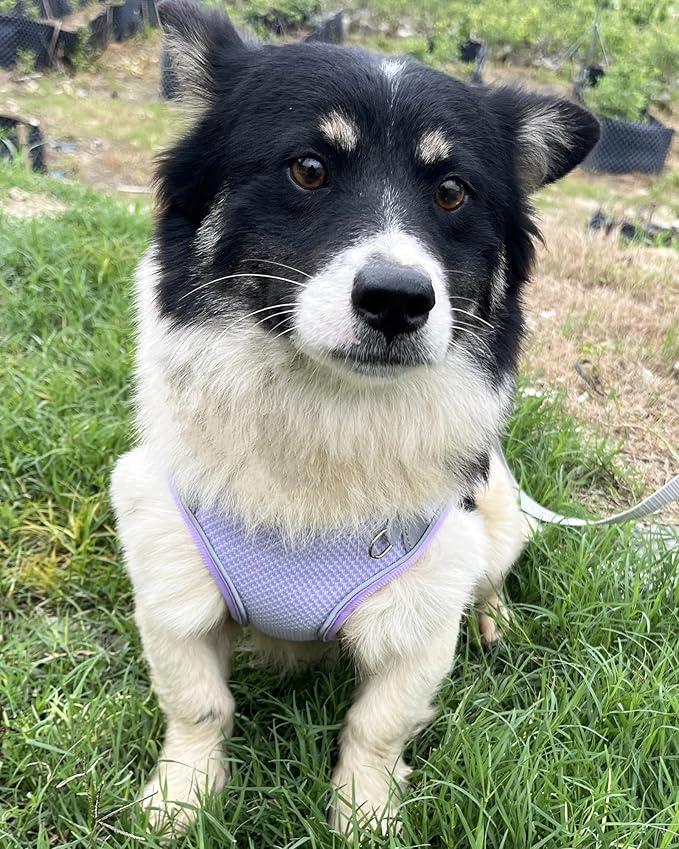 Dog Harness for Small Medium Sized Dog, Puppy Harness and Leash Set Training, Dog Harness and Leash Set, Dog Vest Harness, Dog Harness Small Sized Dog, Small Dog Harness. (Purple, L)