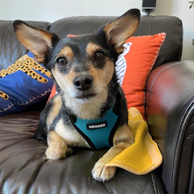 Voyager Step-in Lock Pet Harness - All Weather Mesh, Adjustable Step in Harness for Cats and Dogs by Best Pet Supplies - Turquoise/Black Trim, M