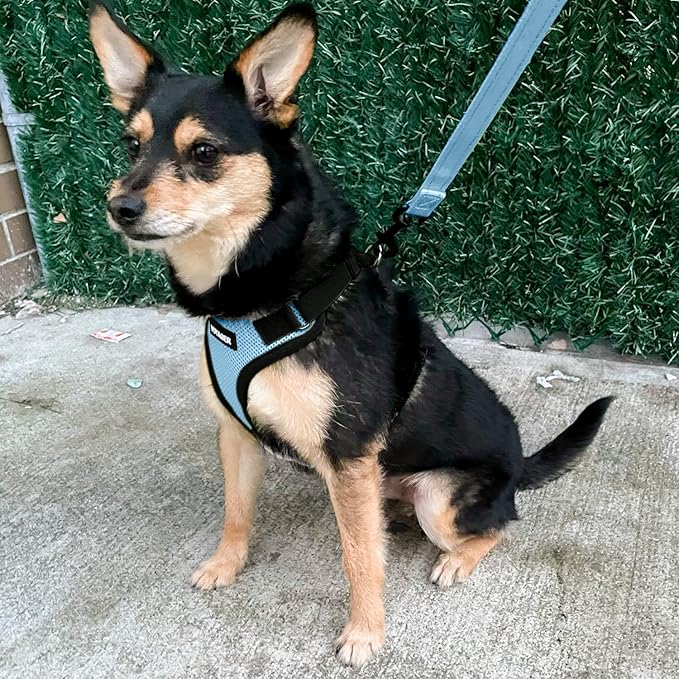 Voyager Step-in Lock Pet Harness - All Weather Mesh, Adjustable Step in Harness for Cats and Dogs by Best Pet Supplies - Baby Blue/Black Trim, M