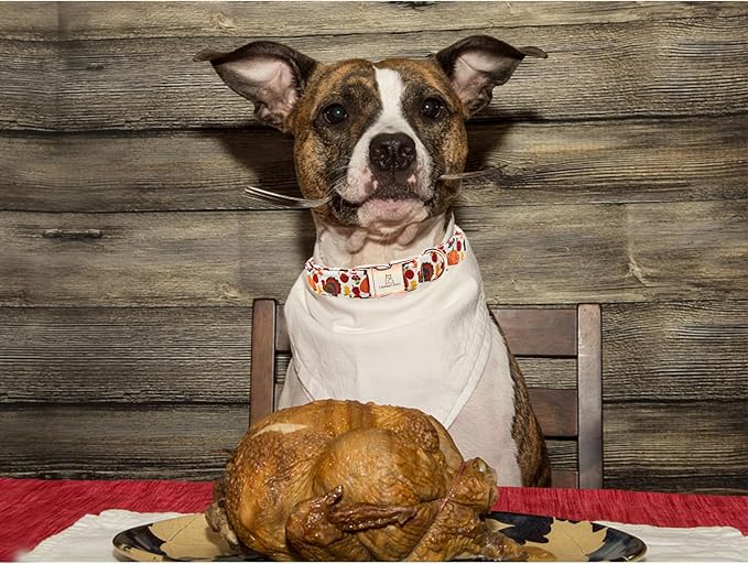 Lionheart glory Turkey Dog Collar Thanksgiving Dog Collar Girl or Boy Dogs Collar Pet Gift Holiday Dog Collar for Medium Dog