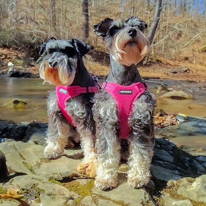 Best Pet Supplies Voyager Adjustable Dog Vest Harness Breathable No Pull Harness for Small, Medium, Large Dogs, Harness for Walking, Jogging, Easy Step-In, Reflective Stripes - (Fuchsia), XL