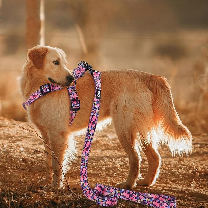 QQPETS Dog Harness Leash Set Adjustable Heavy Duty No Pull Halter Harnesses for Small Medium Large Breed Dogs Back Clip Anti-Twist Perfect for Walking