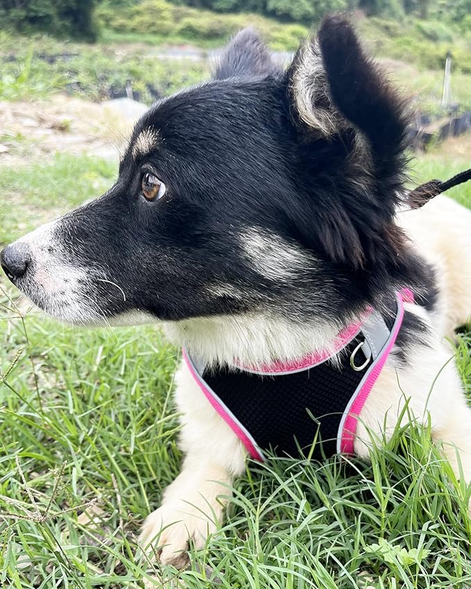 Dog Harness for Small Medium Sized Dog, Puppy Harness and Leash Set Training, Dog Harness and Leash Set, Dog Vest Harness, Dog Harness Small Sized Dog, Small Dog Harness. (Black, XXS)